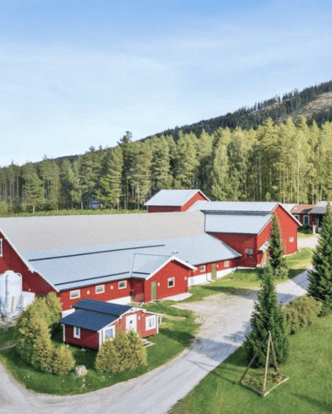Et landbruk om sommeren med hus, låver og skog rundt.